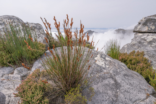 Rustling Goldreed (Elegia racemosa)