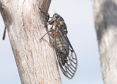 Clidophleps