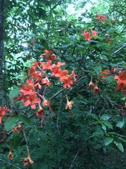 Rhododendron calendulaceum