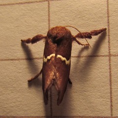 Monoleuca semifascia