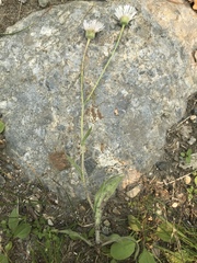 Erigeron glabellus pubescens