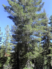 Pinus monticola