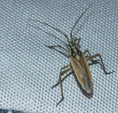 Leptopterna dolabrata