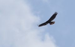 Buteo jamaicensis