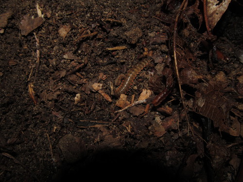 Nannaria ohionis