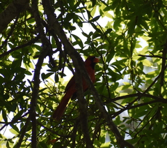 Cardinalis cardinalis