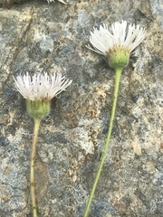Erigeron glabellus pubescens