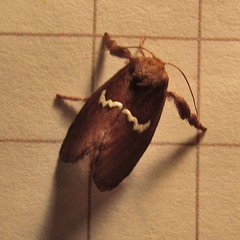 Monoleuca semifascia