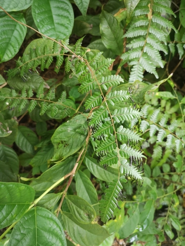 Lygodium polystachyum (Lygodium polystachyum)