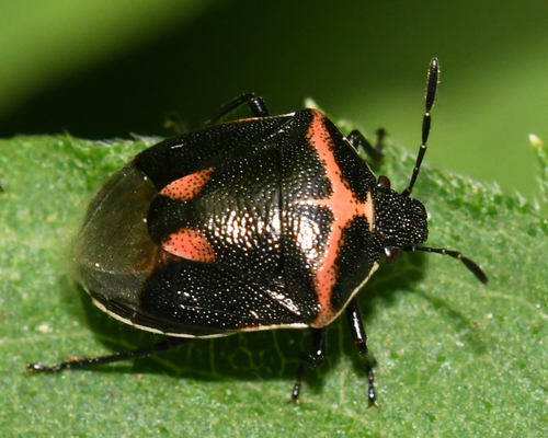 Twice-stabbed Stink Bug photo 4