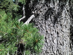Pinus monticola