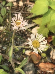 Erigeron glabellus pubescens
