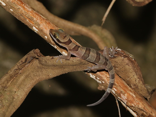 Khlong Hat Bent-toed Gecko, Cyrtodactylus khlonghatensis
