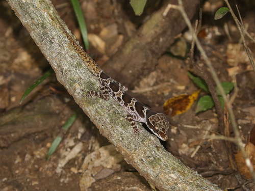 Erawan Bent-toed Gecko