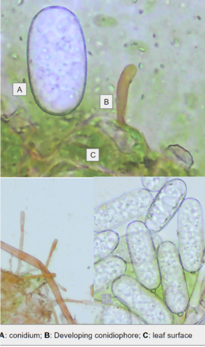 Umbellifer Powdery Mildew