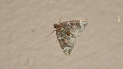 Eulithis xylina