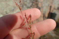 Bulbostylis juncoides