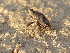 Orgerius