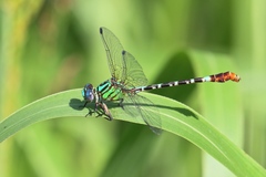 Erpetogomphus eutainia
