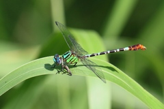 Erpetogomphus eutainia