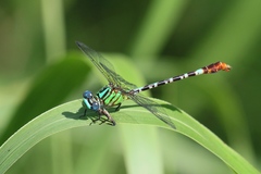 Erpetogomphus eutainia