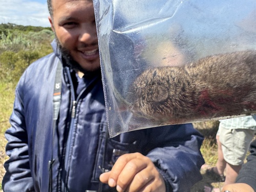 Forest Shrew