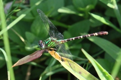 Erpetogomphus eutainia