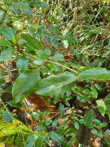 Coprosma tenuifolia observed 2024-10-17