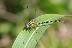Erpetogomphus eutainia