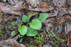 Pyrola asarifolia