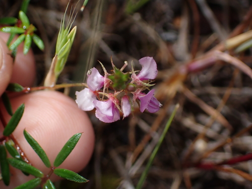 Image of Indigofera pinnata by (c) Eugene Hahndiek, some rights reserved (CC BY-SA)