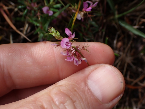 Image of Indigofera pinnata by (c) Eugene Hahndiek, some rights reserved (CC BY-SA)