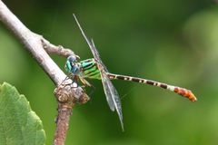 Erpetogomphus eutainia