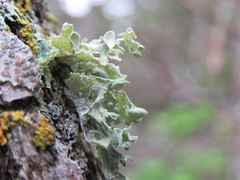 Ramalina sinensis