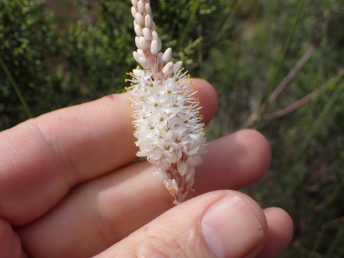 Image of Bulbinella cauda by (c) Eugene Hahndiek, some rights reserved (CC BY-SA)