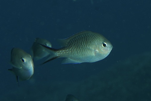 Blue puller (Chromis ternatensis) — Pomacentridae — 4