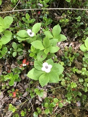 Cornus unalaschkensis