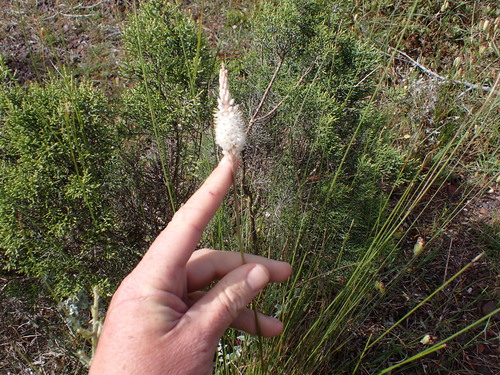 Image of White Catstail (Bulbinella cauda) by (c) Eugene Hahndiek, some rights reserved (CC BY-SA)