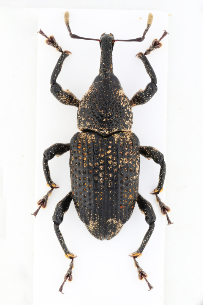 Aclees aenigmaticus