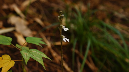 Image of Zeuxine longilabris by (c) Paulmathi Vinod, some rights reserved (CC BY)