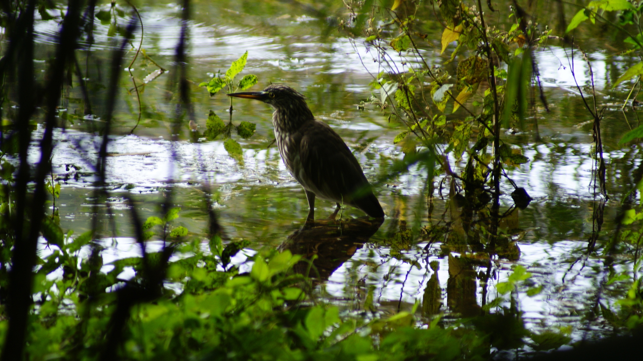 Indian Pond Heron