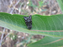 Lacinipolia cuneata