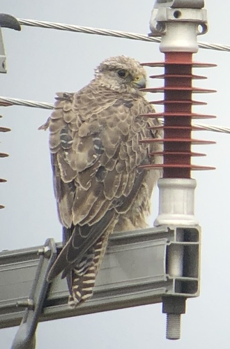 Halcón gerifalte (Falco rusticolus)