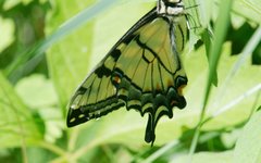 Papilio canadensis × glaucus