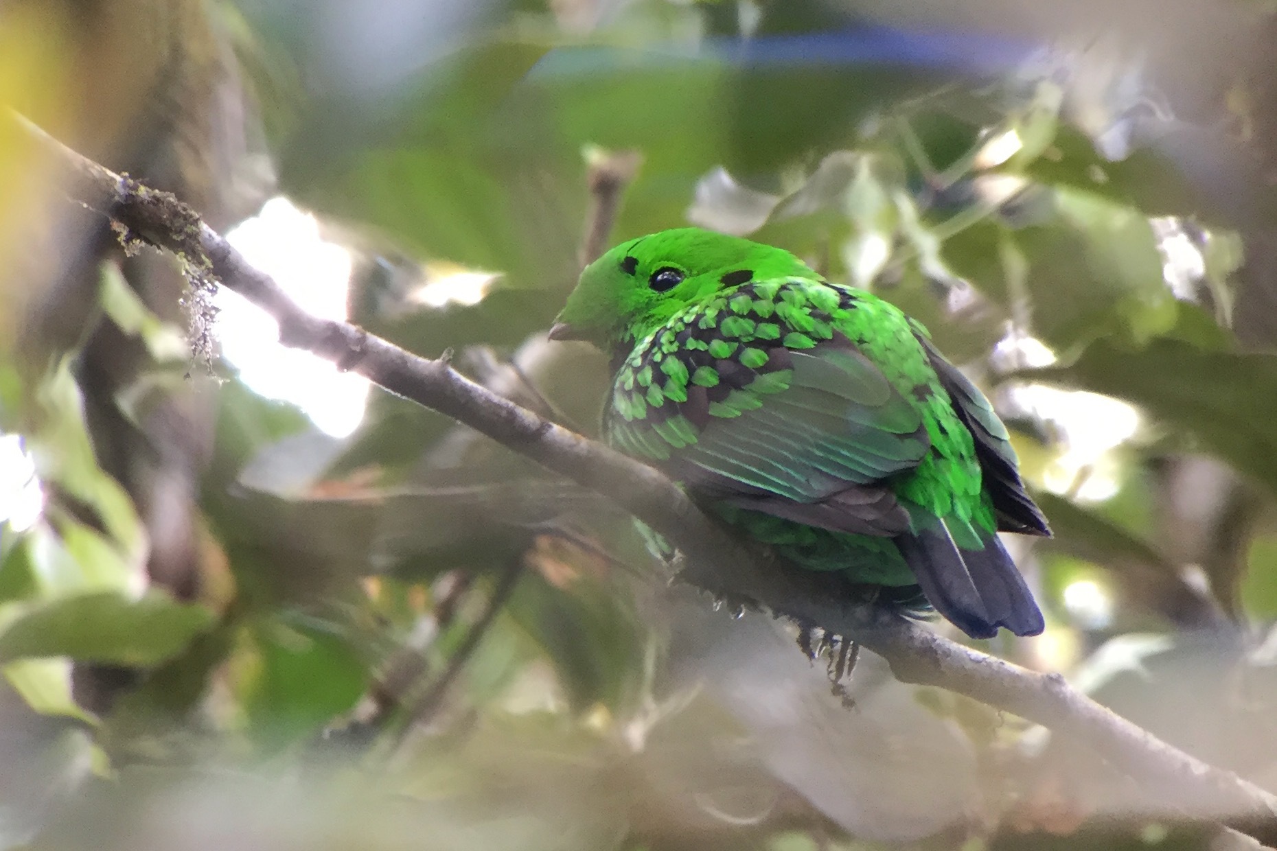 Whitehead's Broadbill illustration