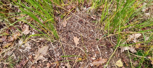 Southern Wood Ant, 6581 Malden, Holandia, photo 8 of 10