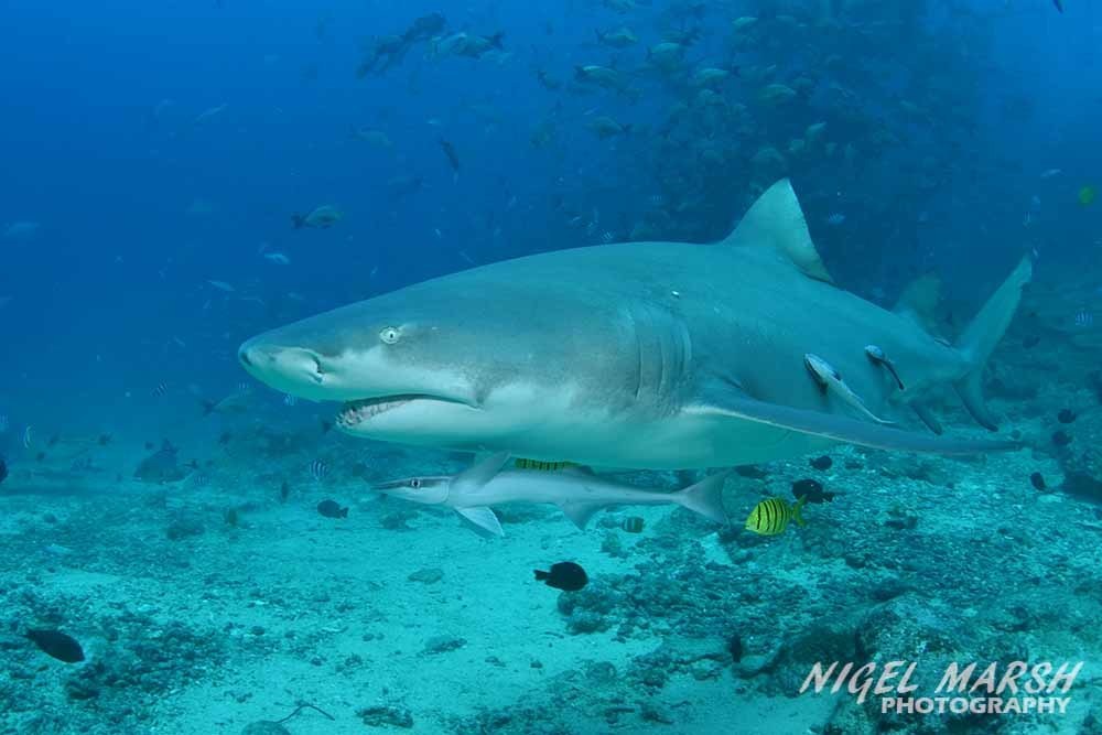 Sicklefin Lemon Shark (John's Heron Island fishlist) · iNaturalist
