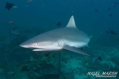 Grey Reef Shark photo 5