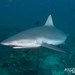 Carcharhinus amblyrhynchos - Photo (c) Nigel Marsh,  זכויות יוצרים חלקיות (CC BY-NC), הועלה על ידי Nigel Marsh