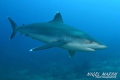 Carcharhinus albimarginatus